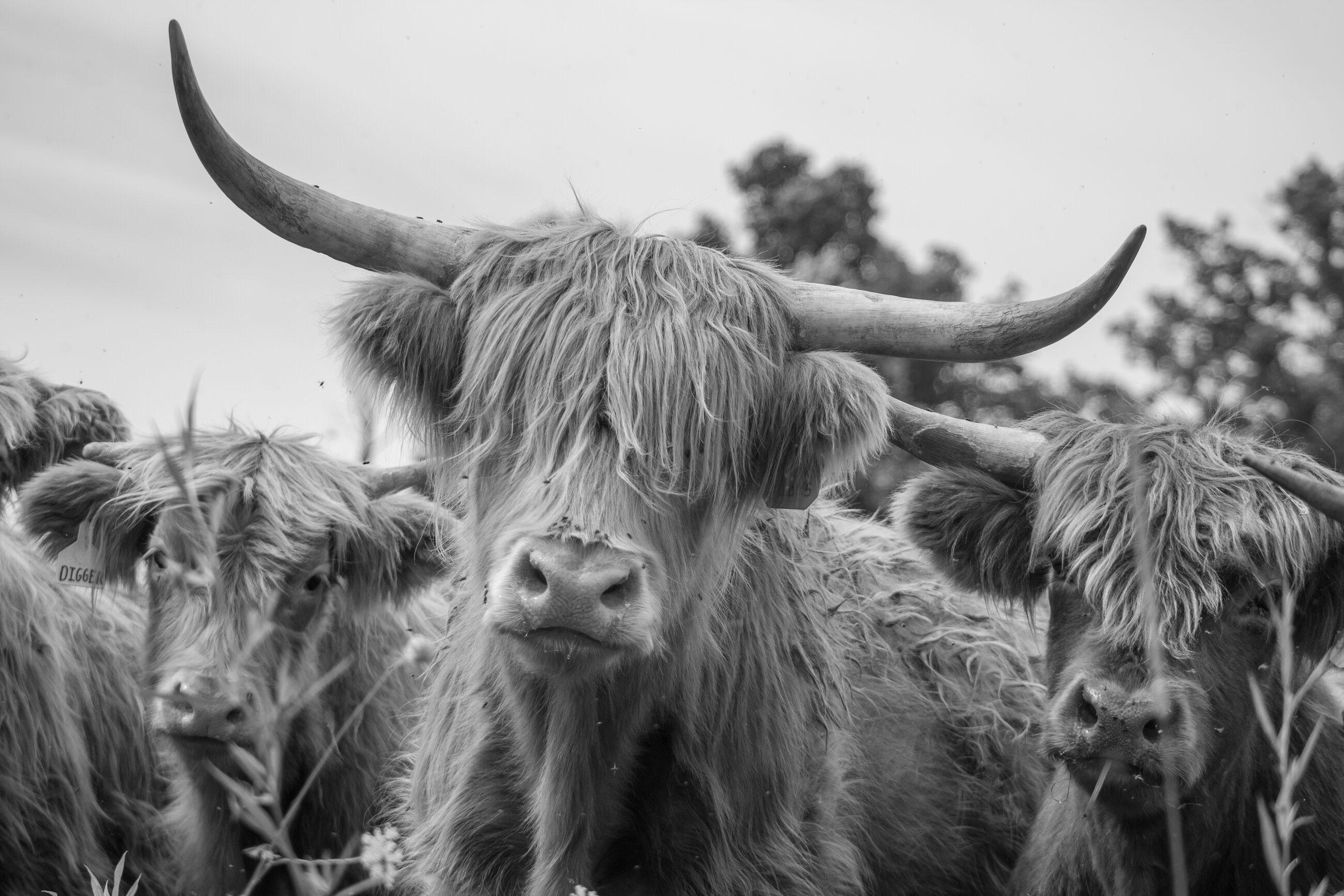 Two Highland cattle regarding the camera, in black and white